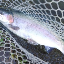 持ち帰りぴったりサイズをキャッチ！ ～フィッシングパーク高島の泉～